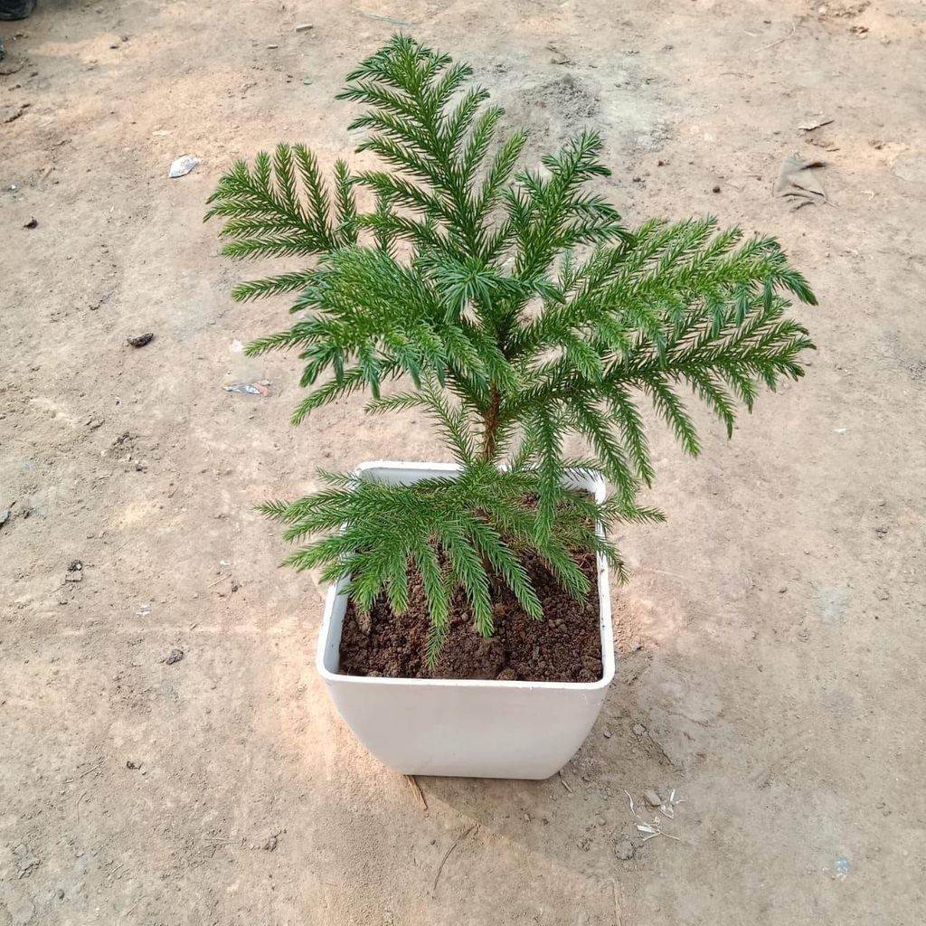 Araucaria / Christmas Tree (~ 1 Ft) in 6 Inch Classy White Square Plastic Pot