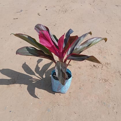 Buy Dracaena Ruby in 5 Inch Nursery Bag Online | Urvann.com