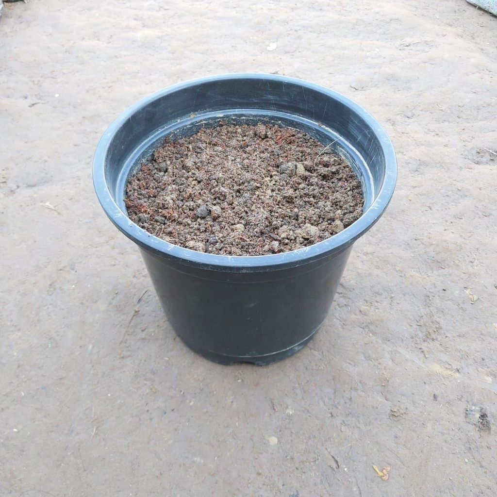 Ready to use 6 Inch Black Round Nursery Pot with Universal Soil
