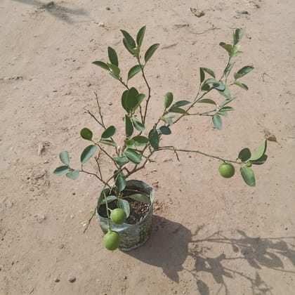 Buy Nimbu / Lemon Plant in 7 Inch Nursery Bag Online | Urvann.com