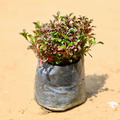 Buy Alternanthera Red in 4 Inch Nursery Bag Online | Urvann.com