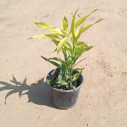 Buy Golden Bamboo in 6 Inch Plastic Pot Online | Urvann.com