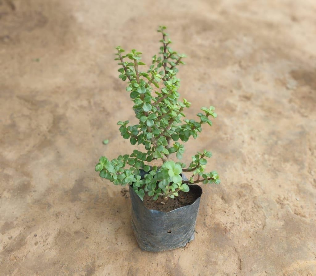 Jade in 4 Inch Nursery Bag