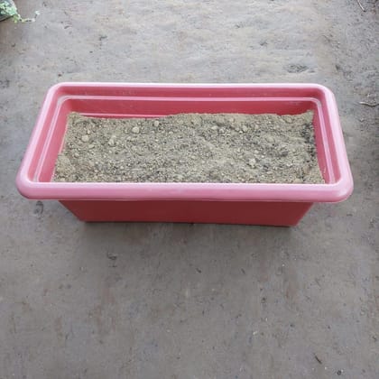 Buy Ready to use 16 Inch Red Rectangular Window Plastic Planter with Garden Soil Online | Urvann.com