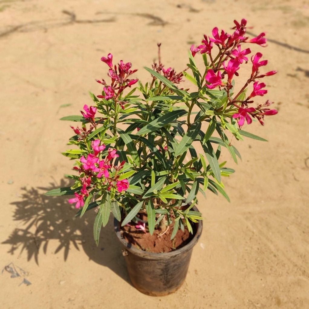 Pink Kaner / Oleander (~2 feet) in 8 Inch Nursery Pot