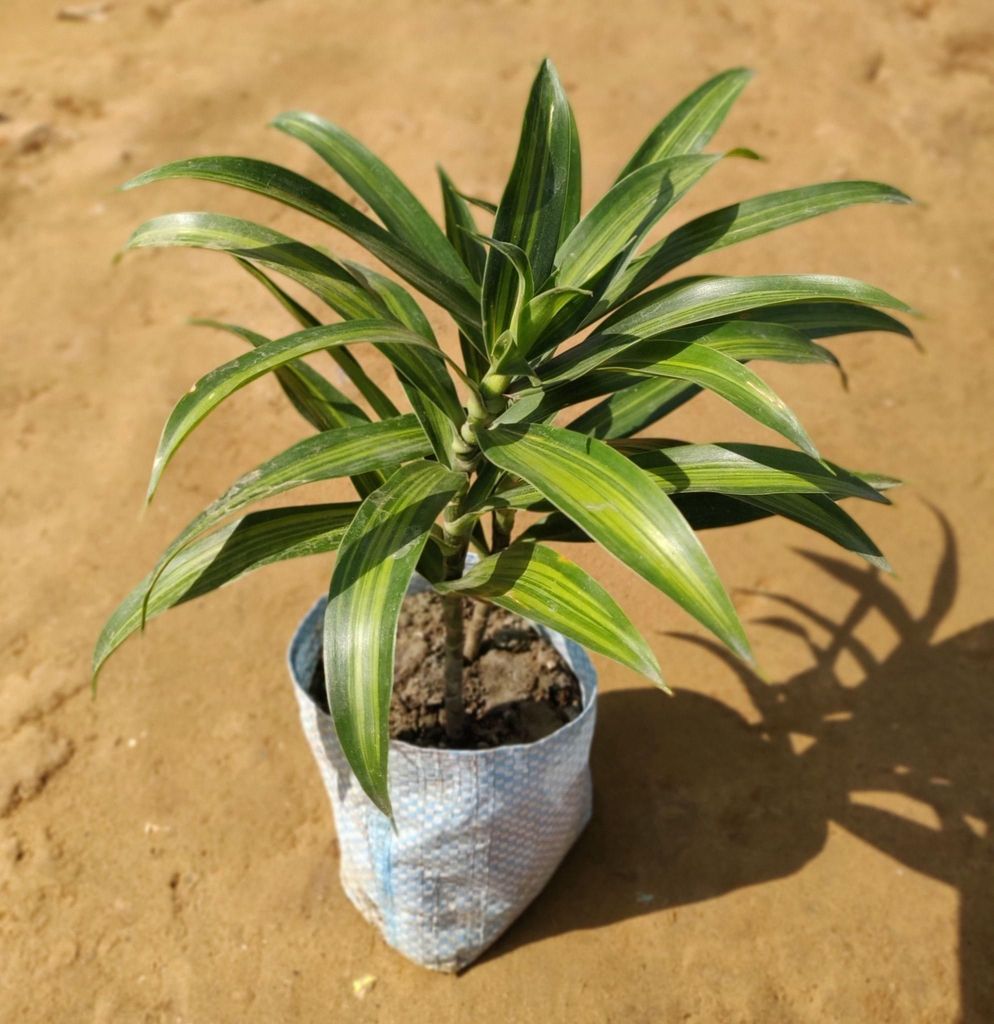 Messenger Plant / Dracaena Reflexa Green in 4 Inch Nursery Bag