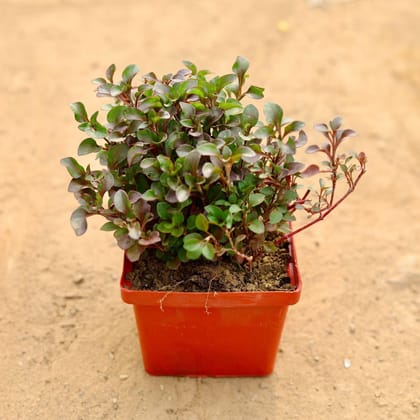 Buy Alternanthera in 4 Inch Elegant Square Plastic Pot (any colour) Online | Urvann.com