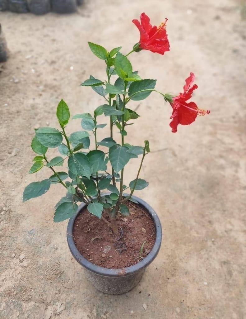 Hibiscus / Gudhal (any colour) in 8 Inch Nursery Pot
