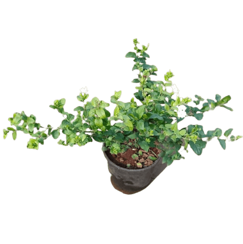 Juhi White in 6 Inch Nursery Pot