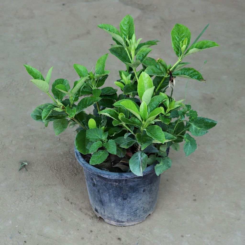 Fragrant Gardenia Gandhraaj (any colour) in 7 Inch Nursery Pot