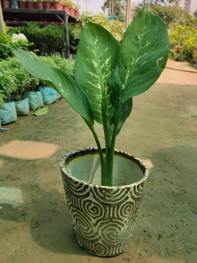 Dieffenbachia in 6 Inch Ceramic Pot (any colour)
