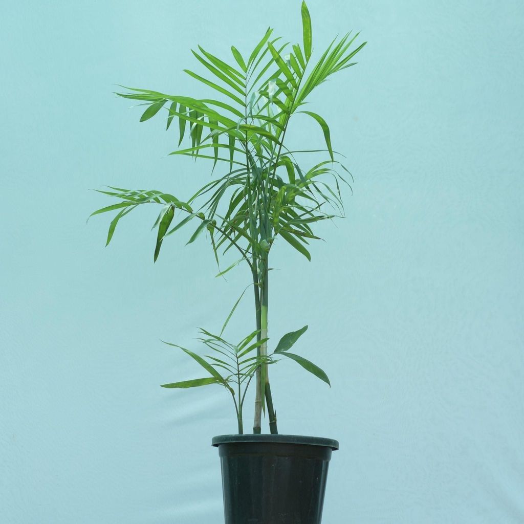 Cane Palm- 10 Inch Nursery Pot