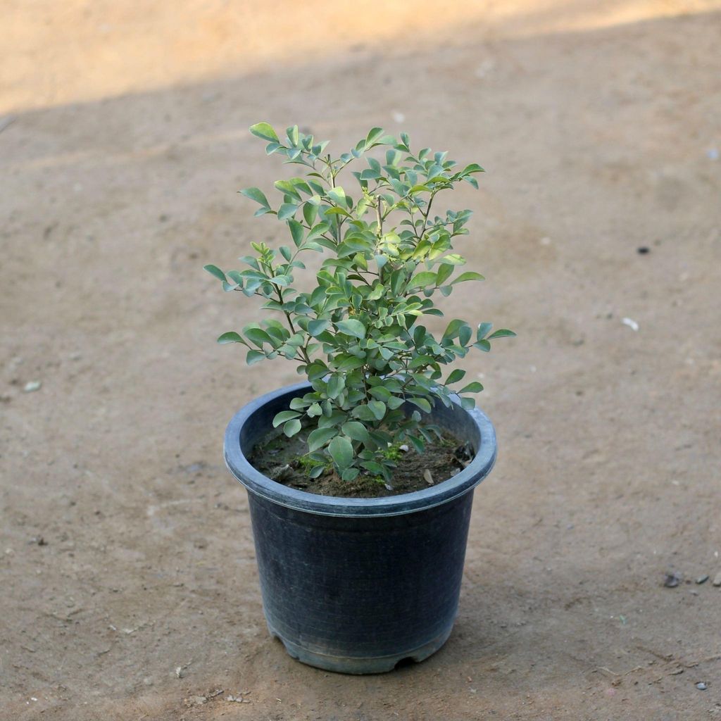Fragrant Kamini (any colour) in 8 Inch Nursery Pot