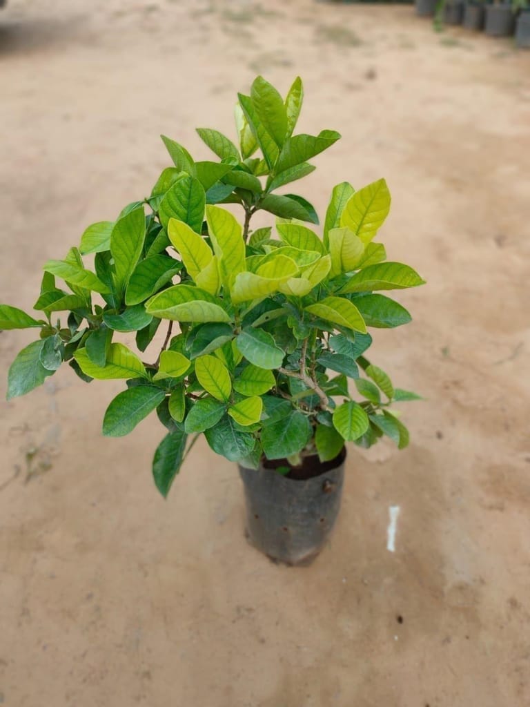 Gardenia Gandhraaj (any colour) in 9 Inch Nursery Bag