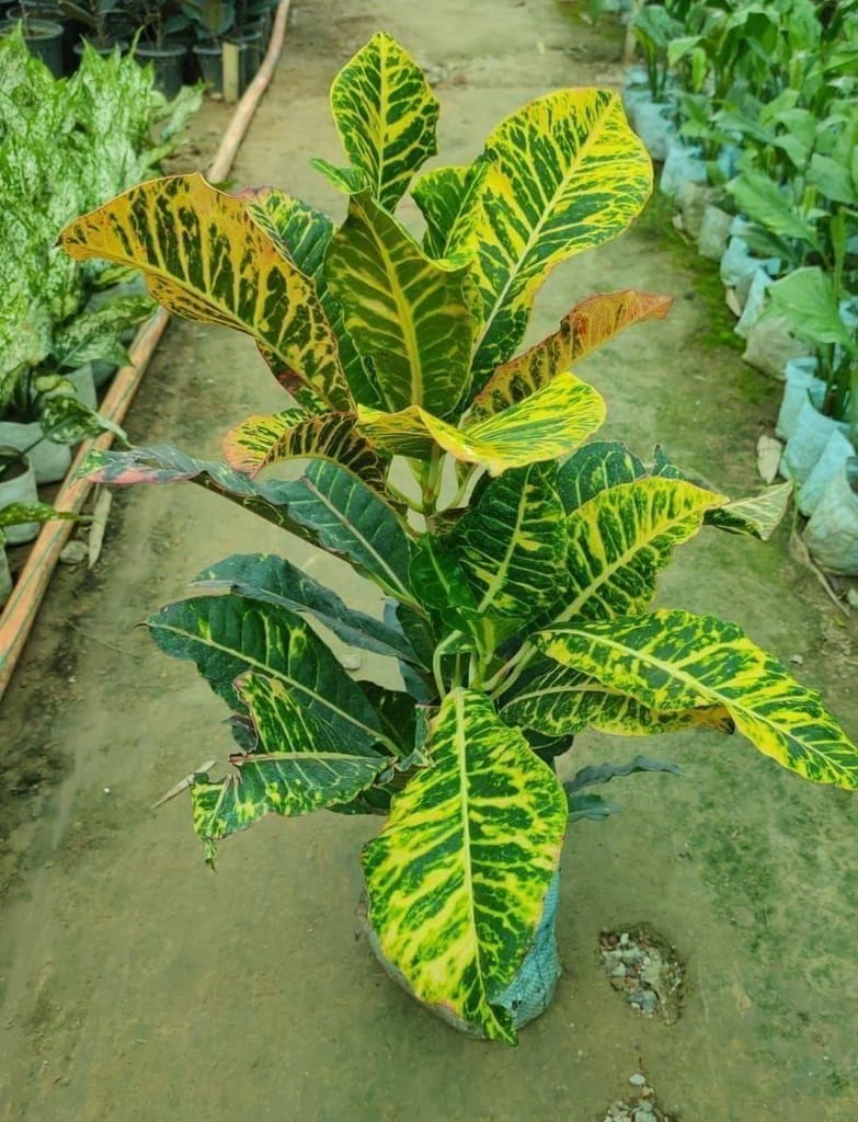 Croton Petra in 7 Inch Nursery Bag