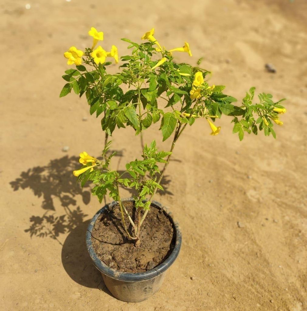 Tecoma Yellow in 8 Inch Nursery Pot