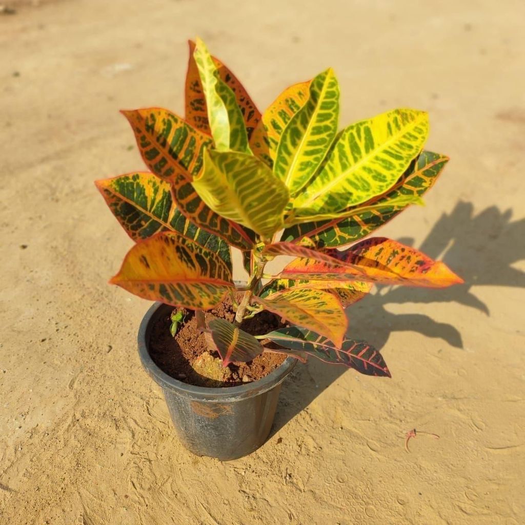 Croton Petra in 8 Inch Nursery Pot - Colourful Indoor Outdoor Plant