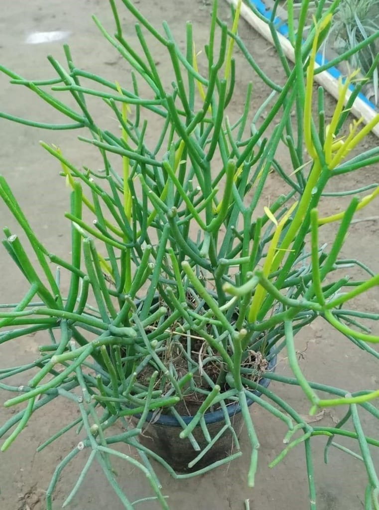Pencil Cactus in 8 Inch Nursery Pot