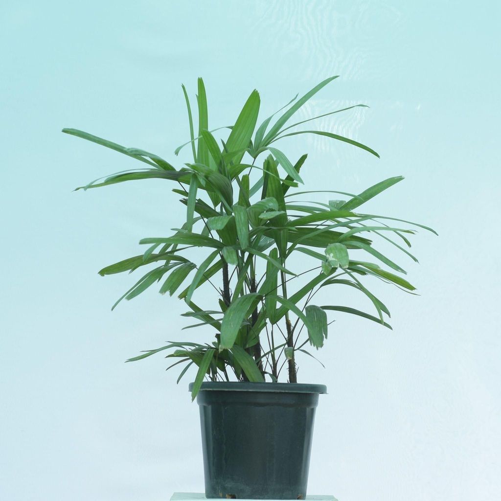 Raphis / Rhaphis Palm- 10 Inch Nursery Pot