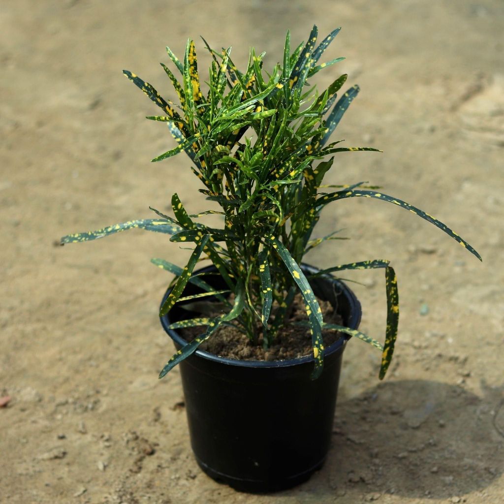 Chironji Croton in 6 Inch Nursery Pot
