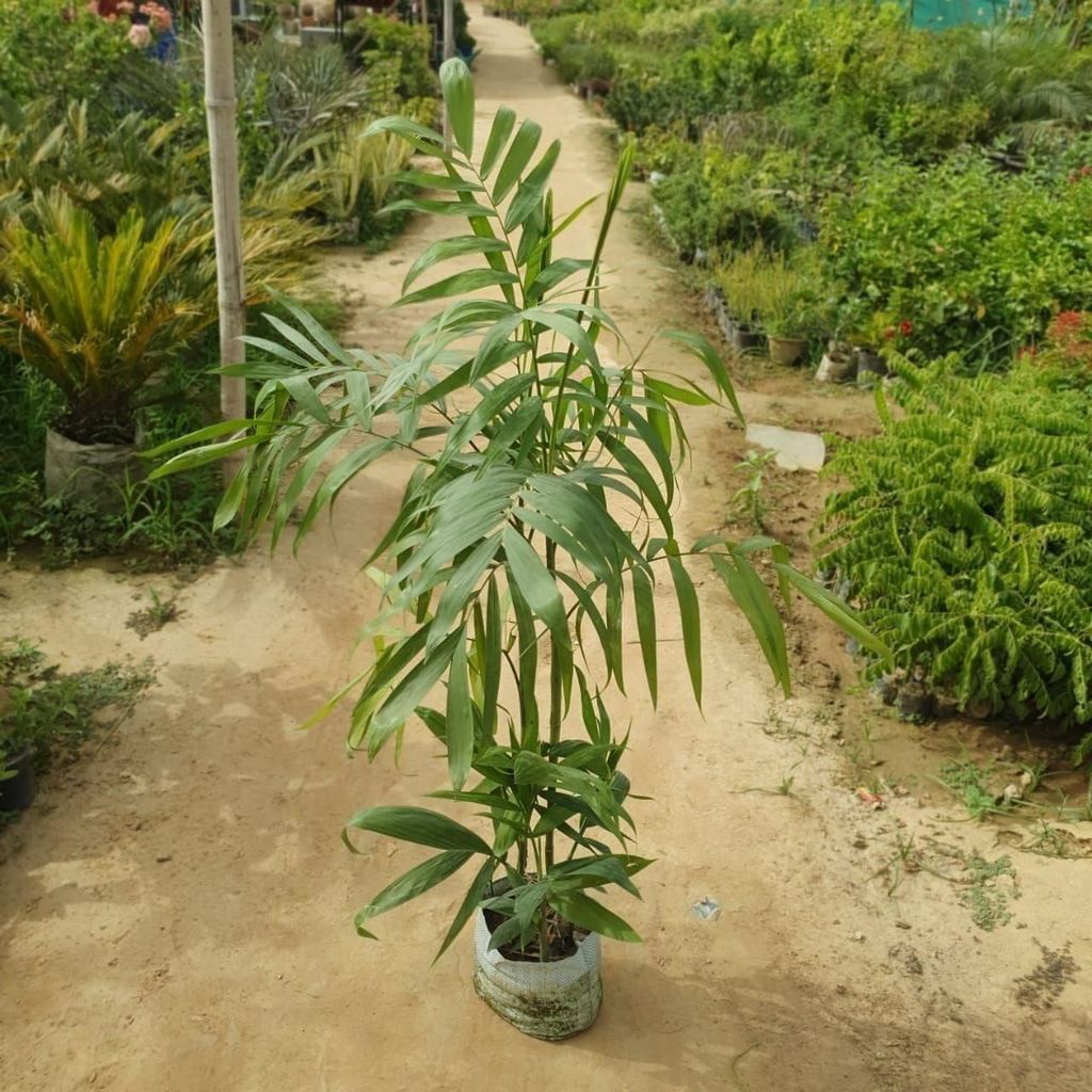 Cane Palm (~3 Ft) in 7 inch Nursery Bag