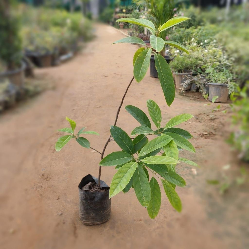 Rudraksha Plant in 7 Inch Nursery Bag - for good luck