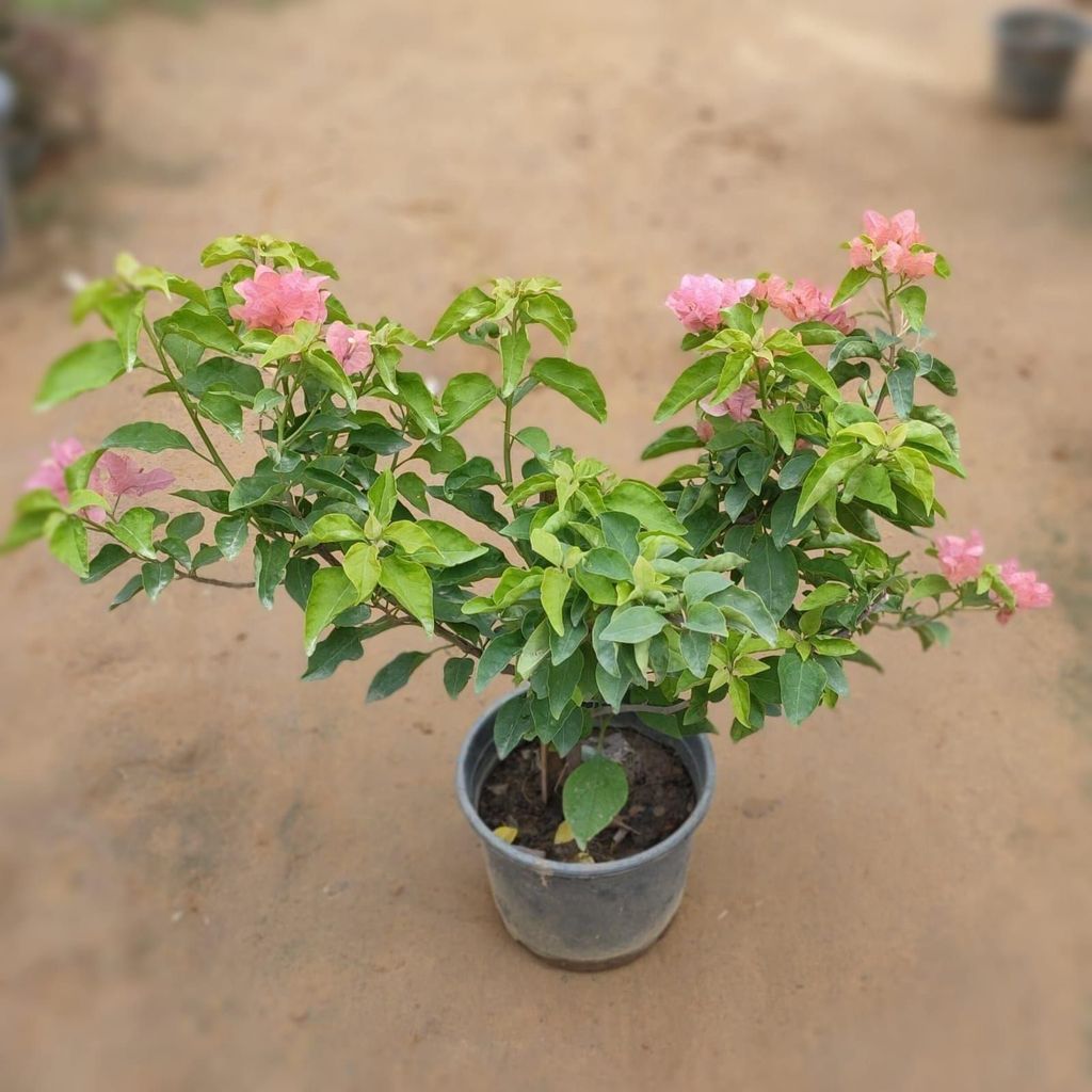 Bougainvillea Pink in 8 Inch Nursery Pot