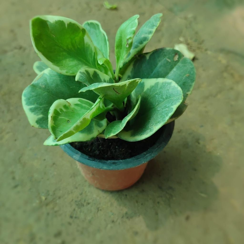 Variegated Peperomia / Radiator Plant in 4 Inch Nursery Pot