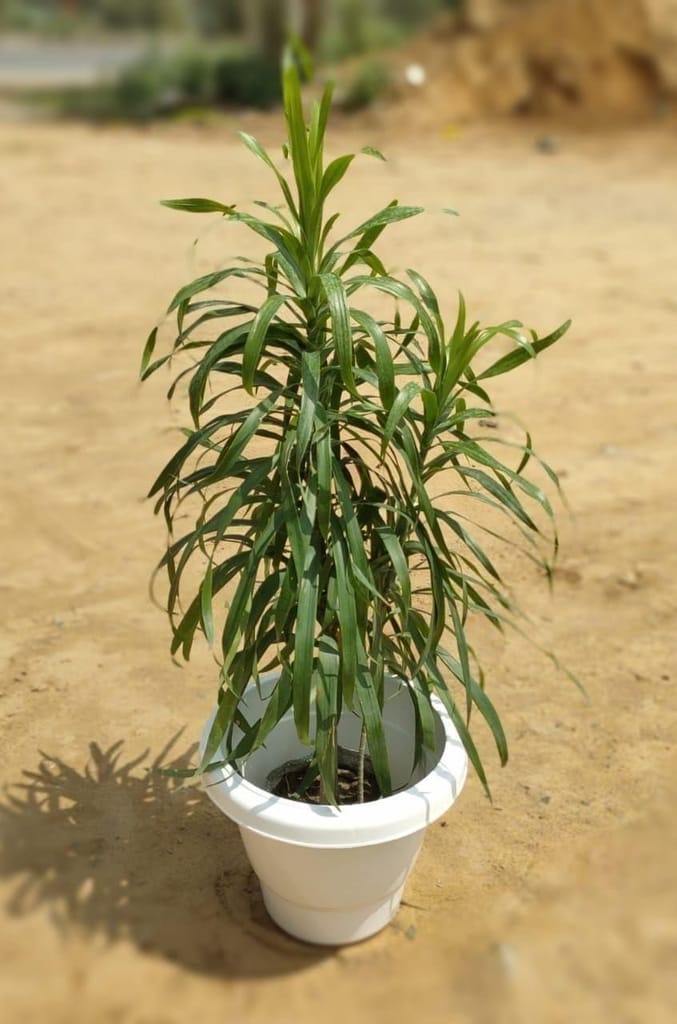 Dracaena Green in 10 Inch White Classy Plastic Pot