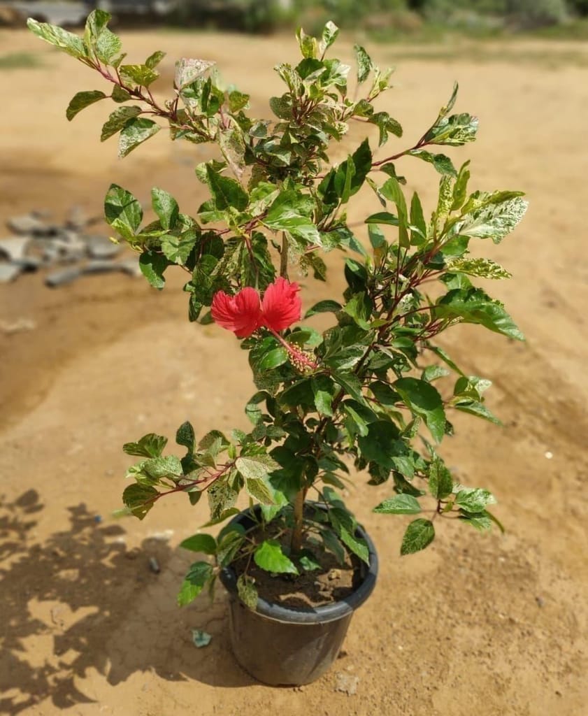Hibiscus / Gudhal Dwarf Red in 8 Inch Nursery Pot
