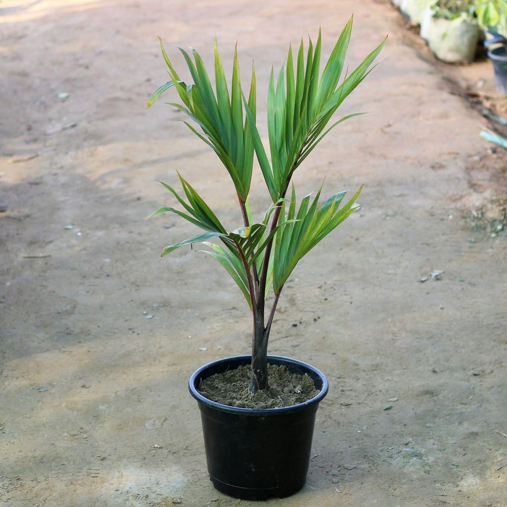 Champion Palm in 10 Inch Nursery Pot