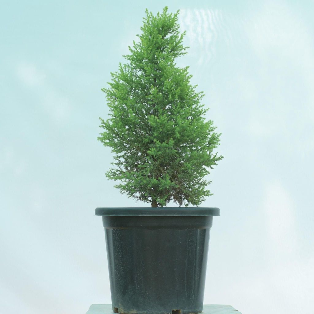 Golden Cypress- 10 Inch Nursery Pot