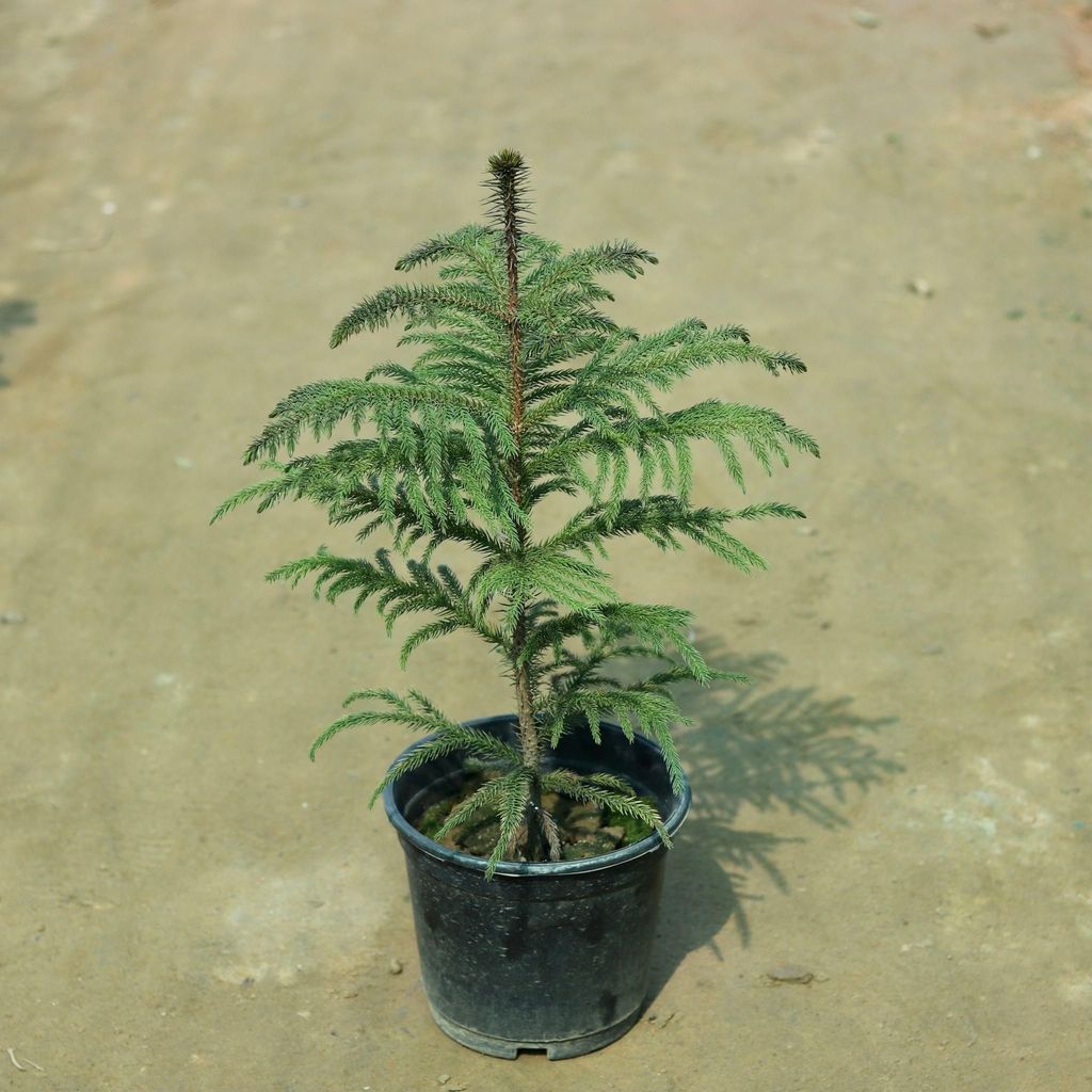 Araucaria / Christmas Tree (~2ft) in 8 Inch Nursery Pot