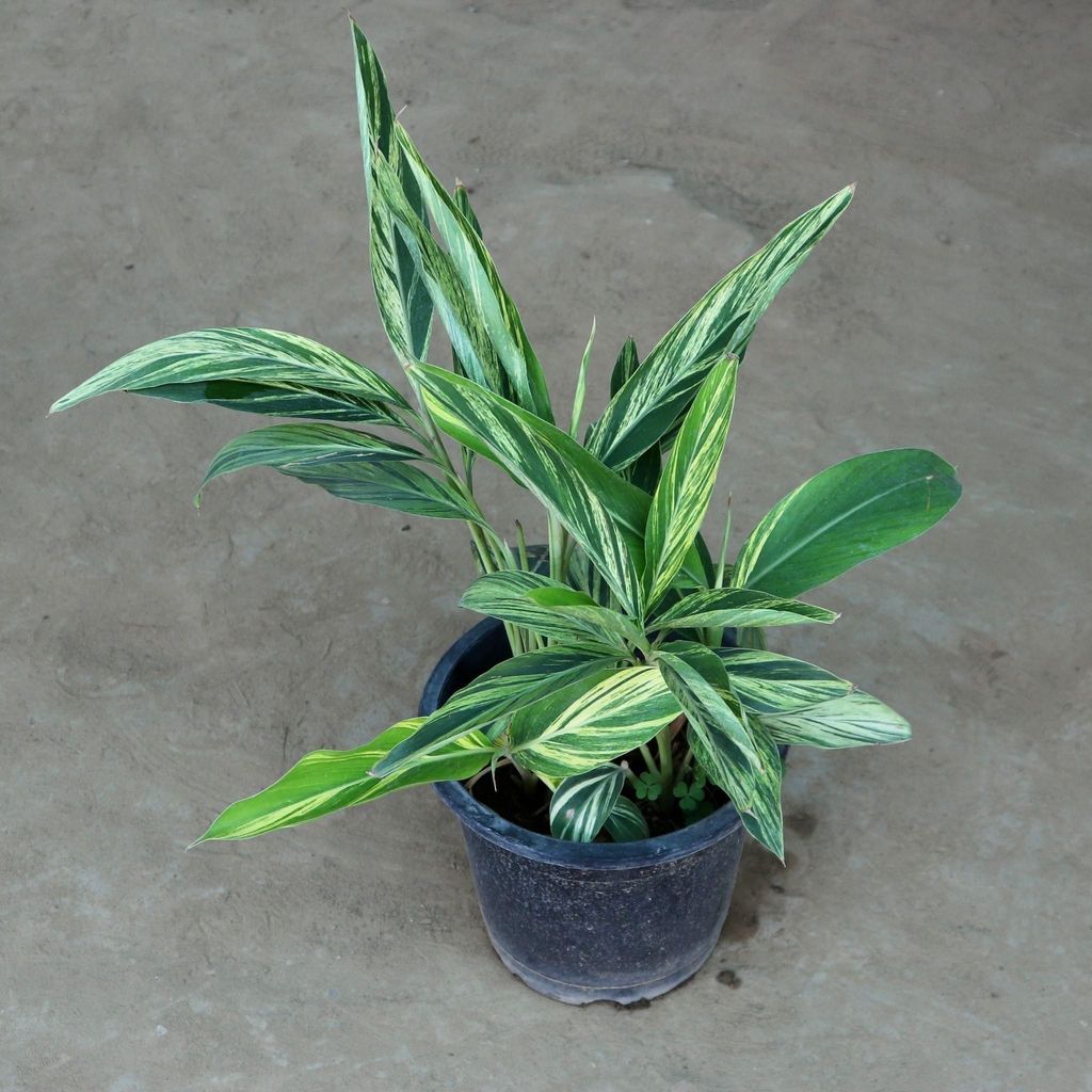 Alpinia Plant in 10 Inch Nursery Pot