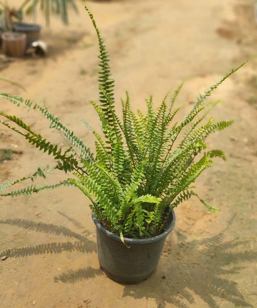 Fern in 8 Inch Nursery Pot