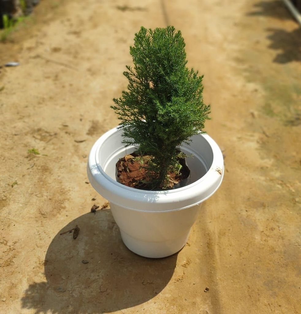 Green Cypress in 10 Inch White Plastic Pot