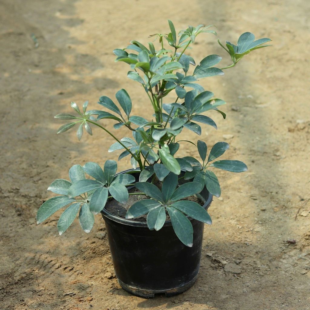 Schefflera Green in 8 Inch Nursery Pot