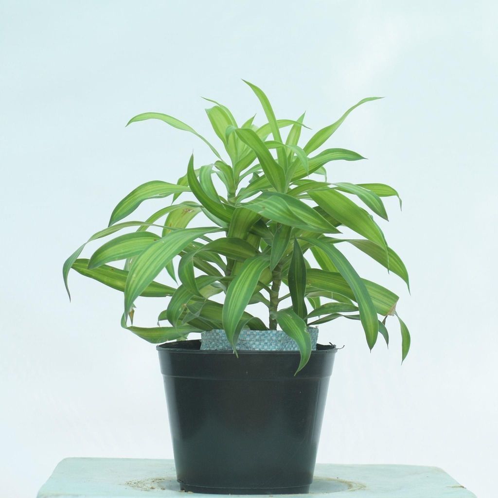 Song of India Green- 5 Inch Nursery Pot
