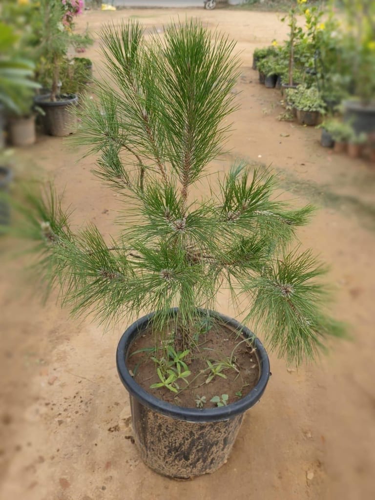 Pine Tree in 12 Inch Nursery Pot
