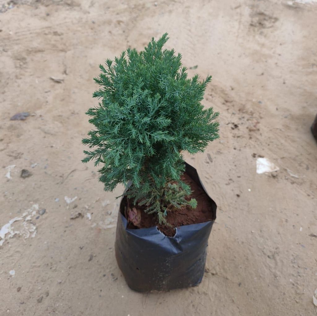Juniperus in 7 Inch Nursery Bag