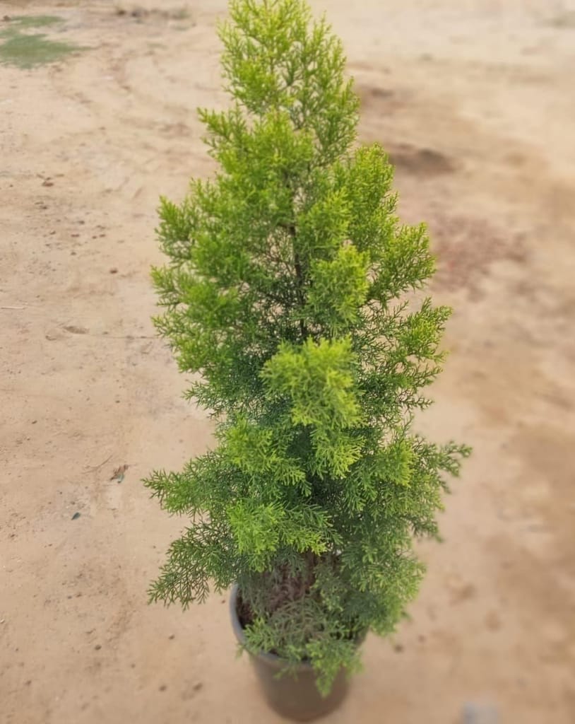 Golden Cypress (~5 feet) in 12 Inch Nursery Pot