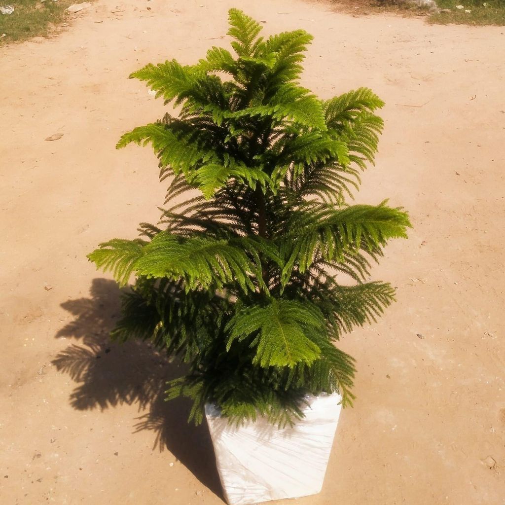Araucaria / Christmas Tree (~ 4 ft) in 12 Inch Fiberglass Pot