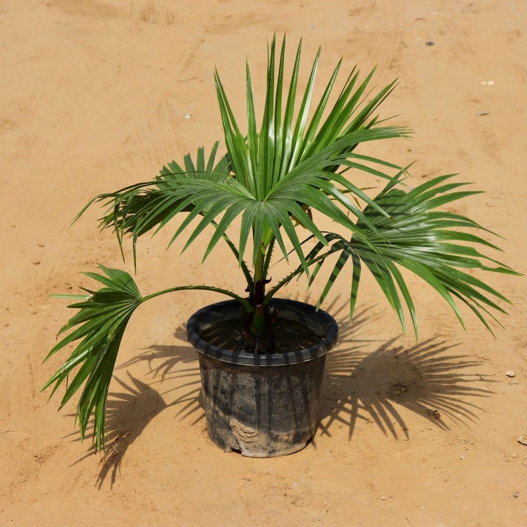 China Palm in 12 Inch Nursery Pot