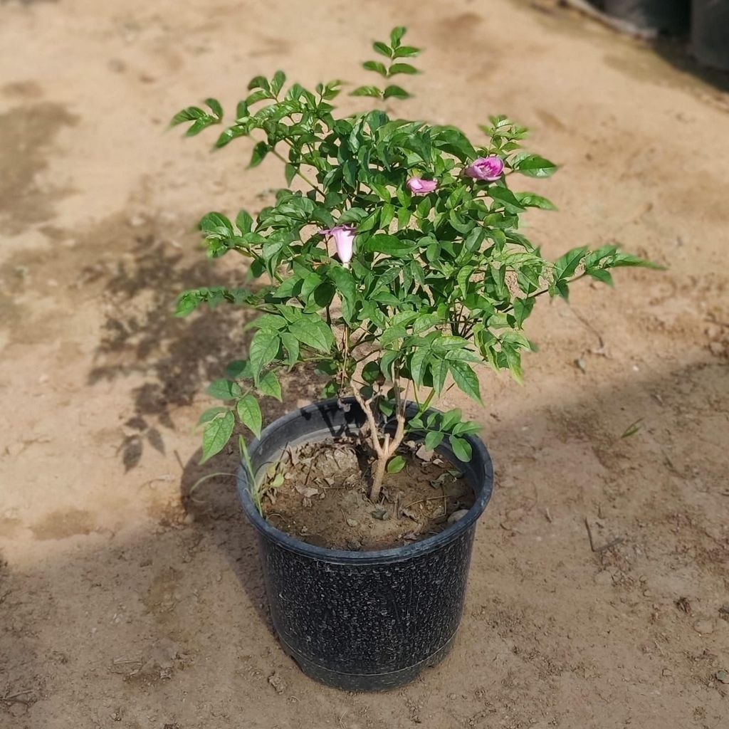 Tecoma Pink in 8 inch Pot