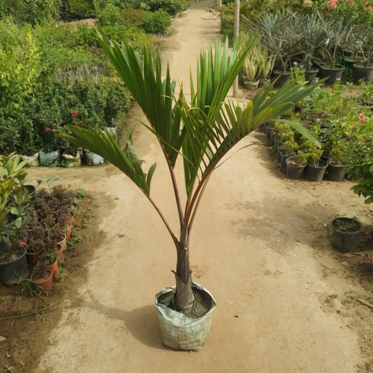Nila Palmiers Bag Green / Small Palms