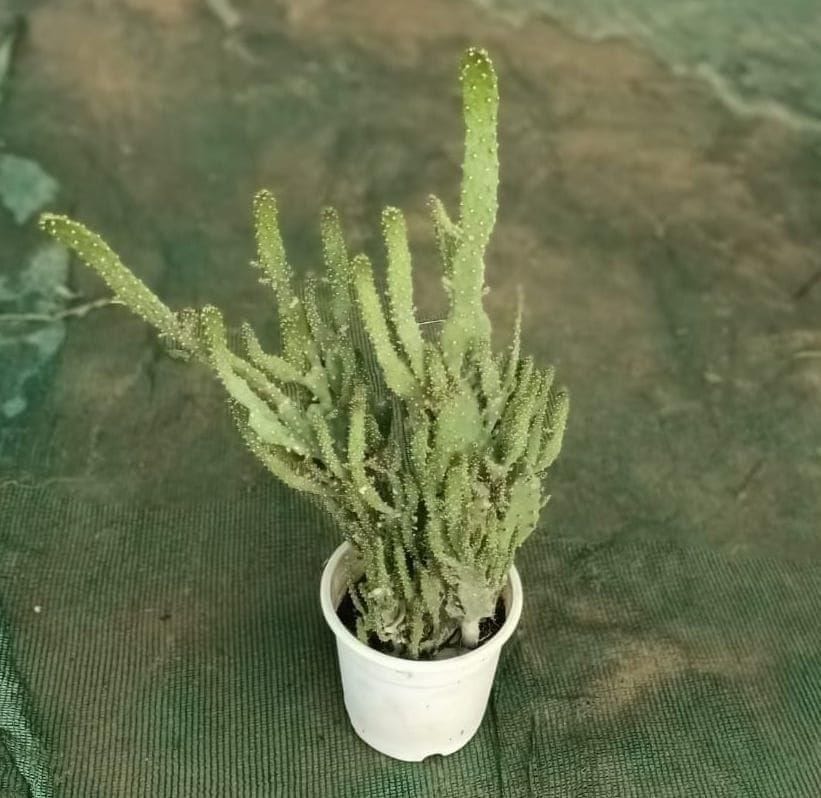 Cactus Green Forest in 4 Inch Nursery Pot