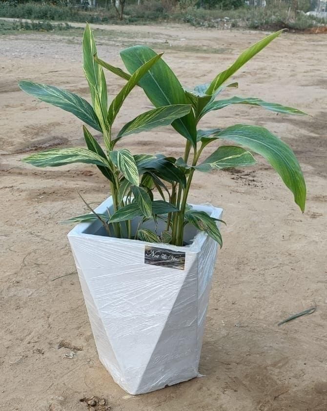 Alpinia Plant in 13x19 Inch Diamond Cut White Polymer Planter