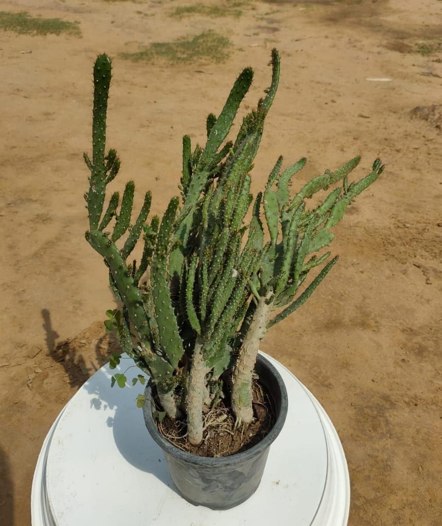 Opuntia Cactus in 2 Inch Nursery Pot