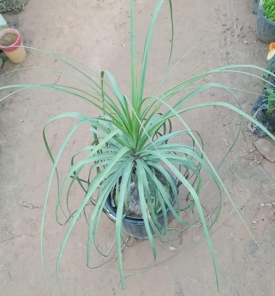 Lolina Palm in 10 Inch Pot