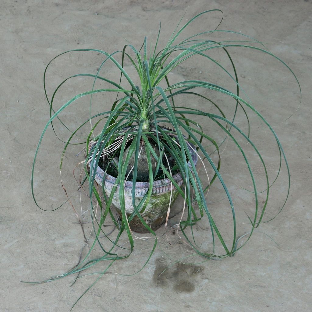 Ponytail Palm (Lolina) in 10 Inch Pot
